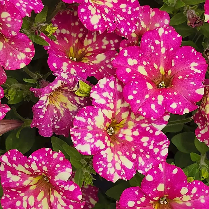 Petunia, Splash Dance Calypso Cherry