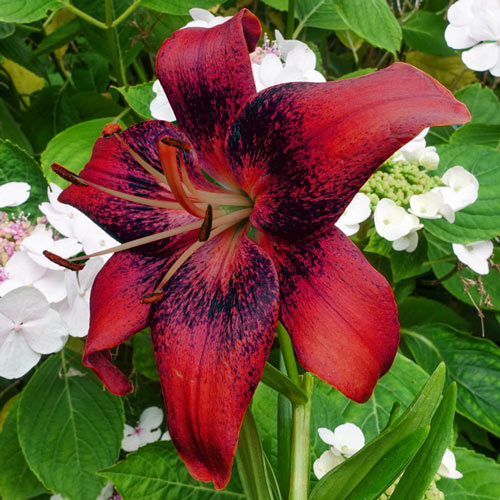 Strawberry Event Lily Jonyparkseed®