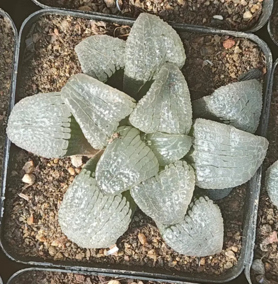 plant Aeonium Echeveria Haworthia  Caudex  Lithops Cactus  Agave 