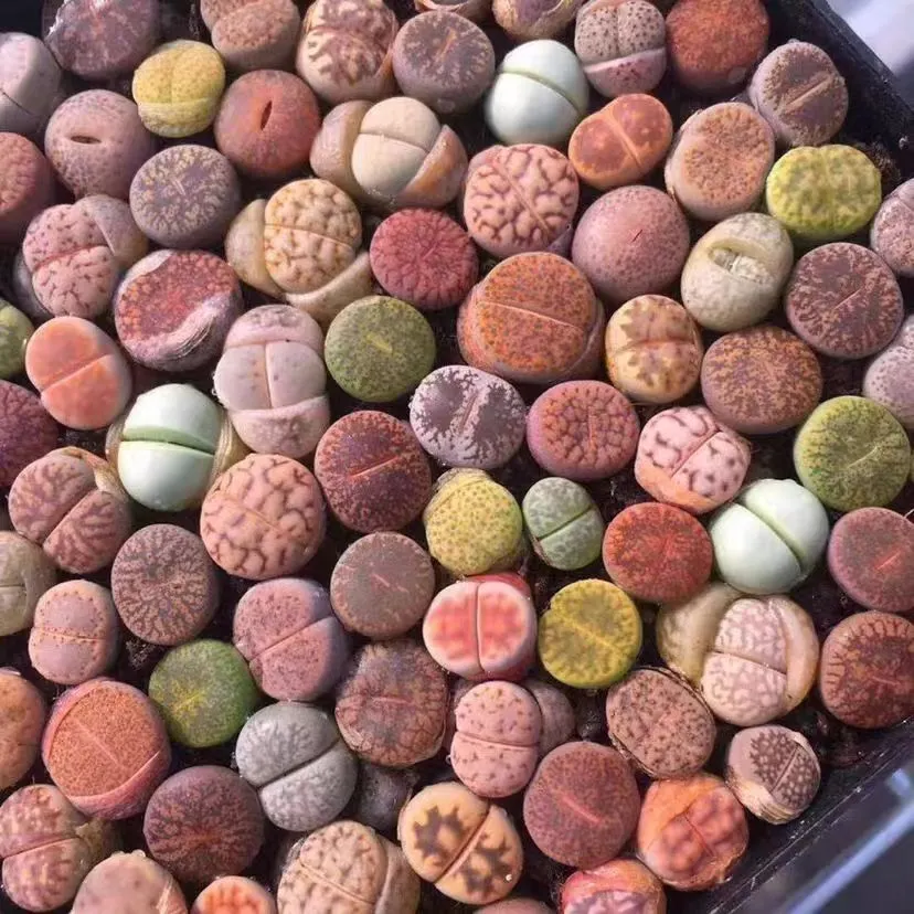 plant Aeonium Echeveria Haworthia  Caudex  Lithops Cactus  Agave 