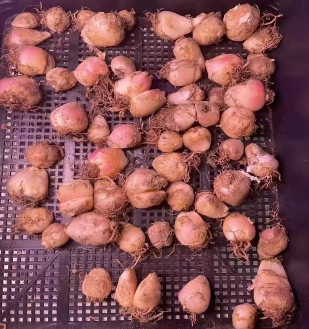 plant Aeonium Echeveria Haworthia  Caudex  Lithops Cactus  Agave 