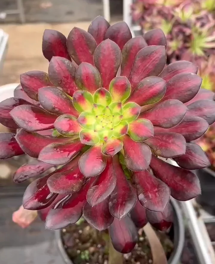 199. Zwartkin variation(Brocade in bronze pot ) single head and cutting/ Aeonium  / Succulent plants /Garden landscape / Carefully select healthy plants