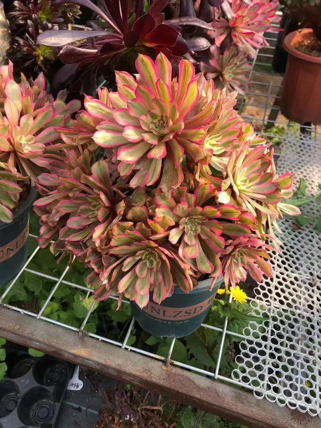 23. Pink clouds  cluster 15-18cm 8 heads/  Aeonium / Succulent plants / Garden landscape / Carefully select healthy plants
