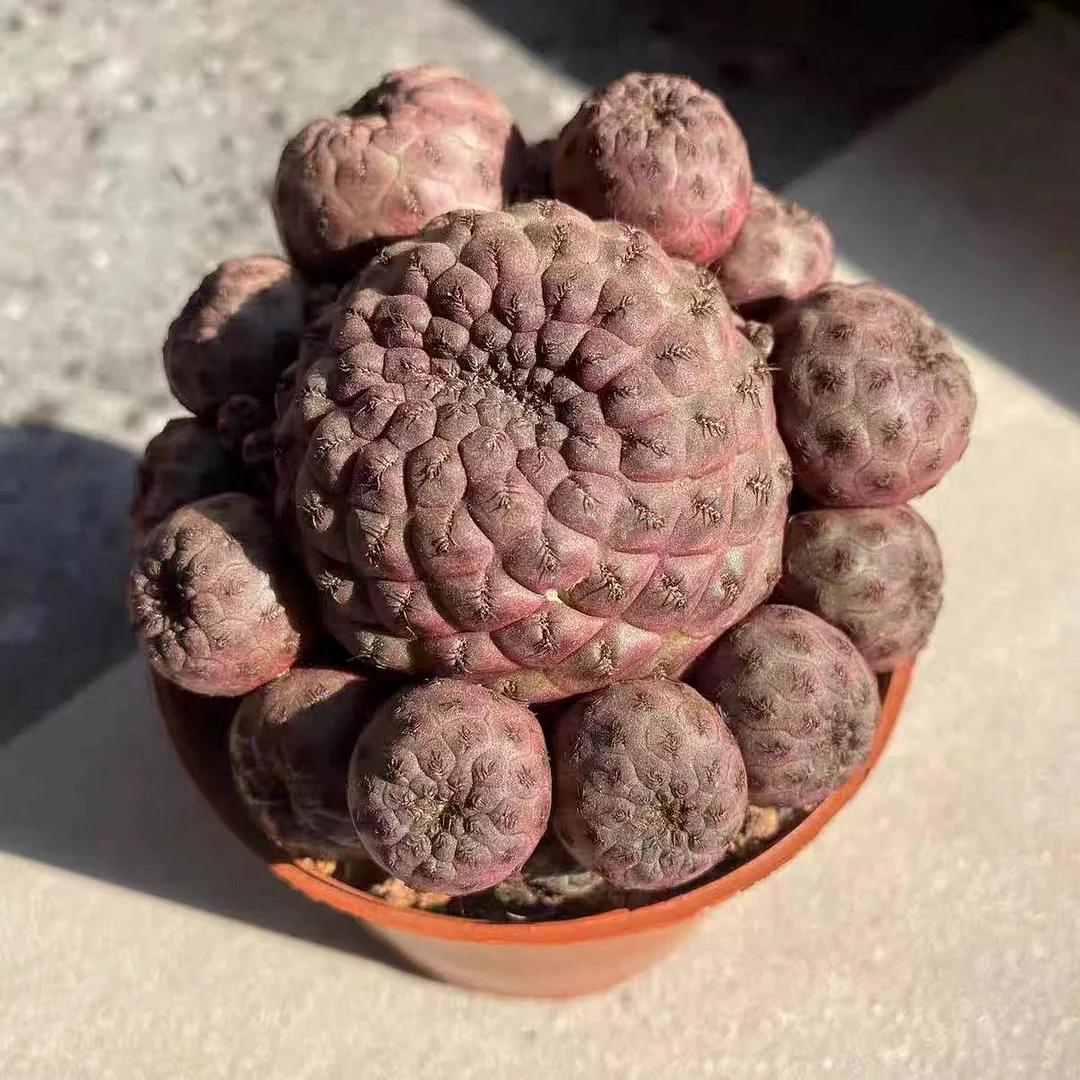 plant Aeonium Echeveria Haworthia  Caudex  Lithops Cactus  Agave 