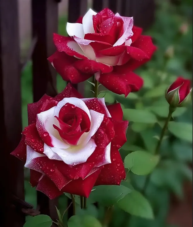 Rare Twin Roses - Seeds