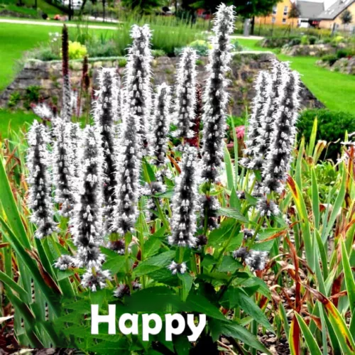 GIANT HYSSOP WHITE SEEDS - Agastache Mexicana - Perennial flower