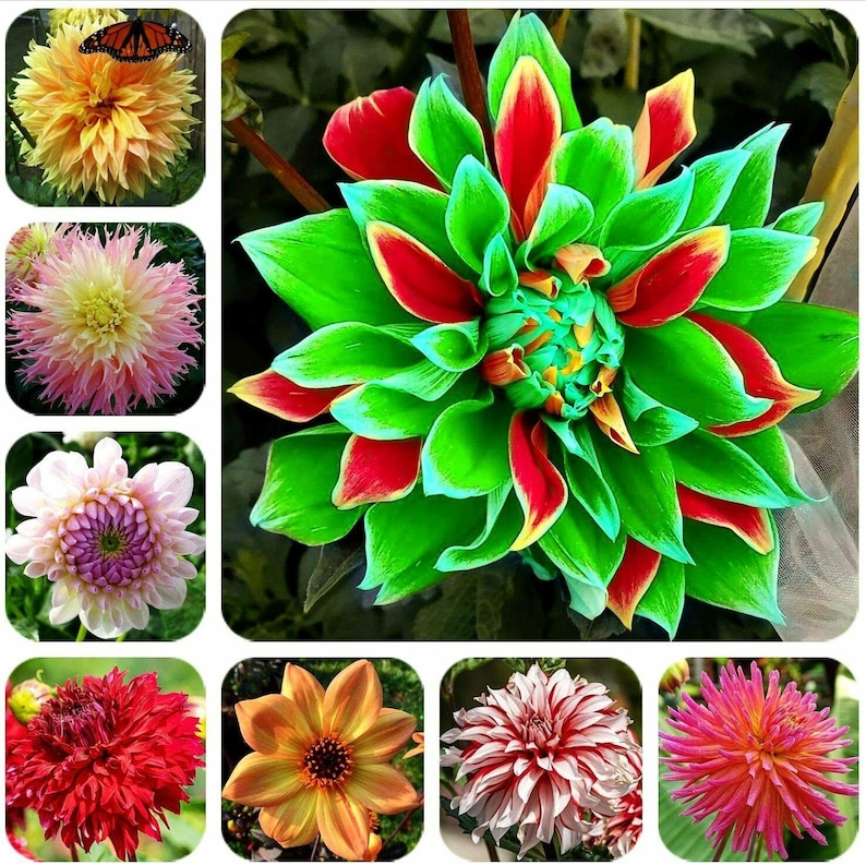 Dahlia 50 Seeds Flowers Dahlia Double Mix Mixed Rainbow Colour image 1