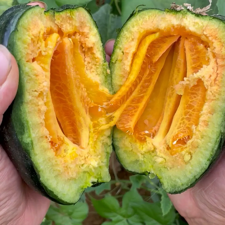 🍬Rock Sugar Melon Seeds🌱The Most Suitable Melon for the Elderly and Children🍈