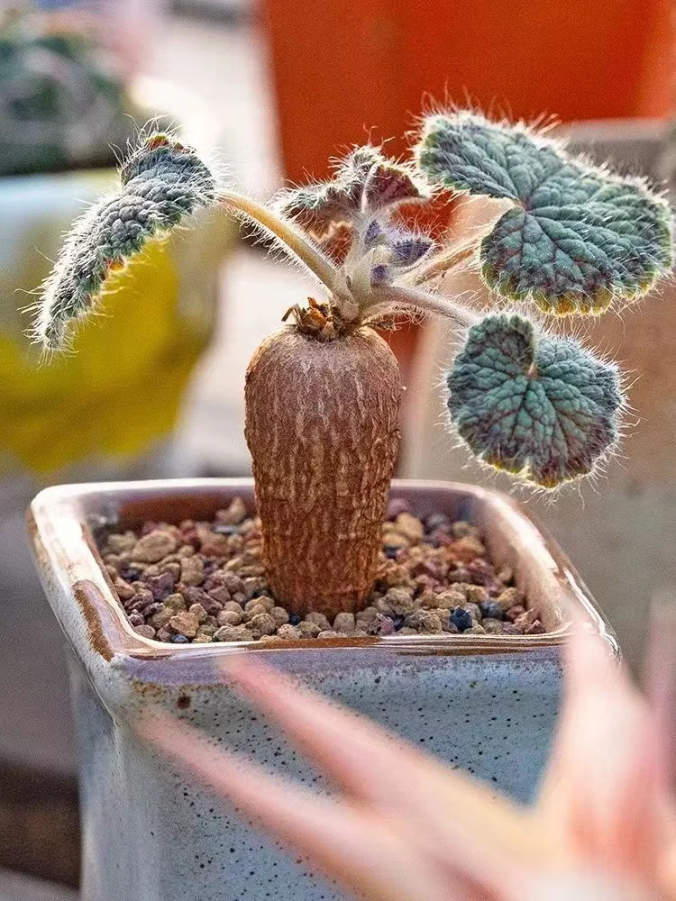 plant Aeonium Echeveria Haworthia  Caudex  Lithops Cactus  Agave 