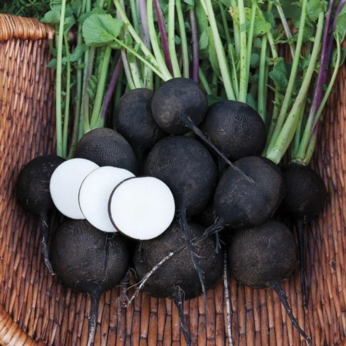 RADISH BLACK SPANISH ROUND VEGETABLE
