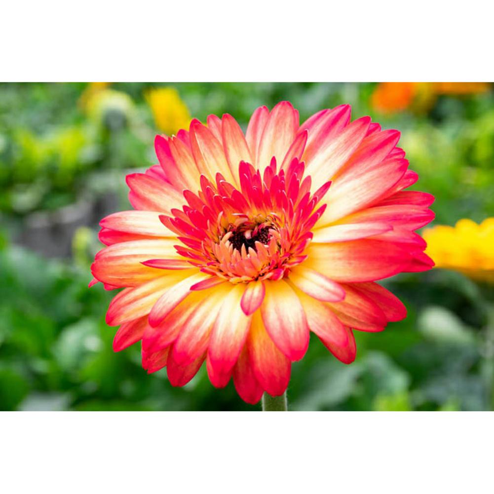 

Flowers - Round Drill Diamond Painting - 40*30CM, 501 Original