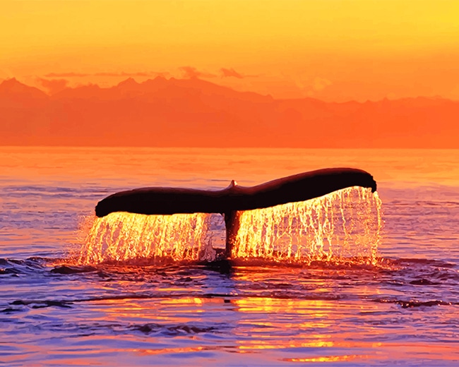 

Sunset Whale Fluke-Paint By Numbers - 40*50CM, 501 Original