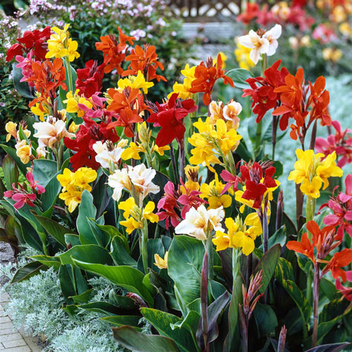 Tall Canna Greenleaf Mixture  ( 20PCS ) Jonyparkseed®