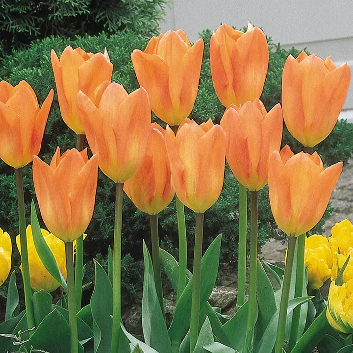 Bonsai Rare Color Tulip Seeds #14