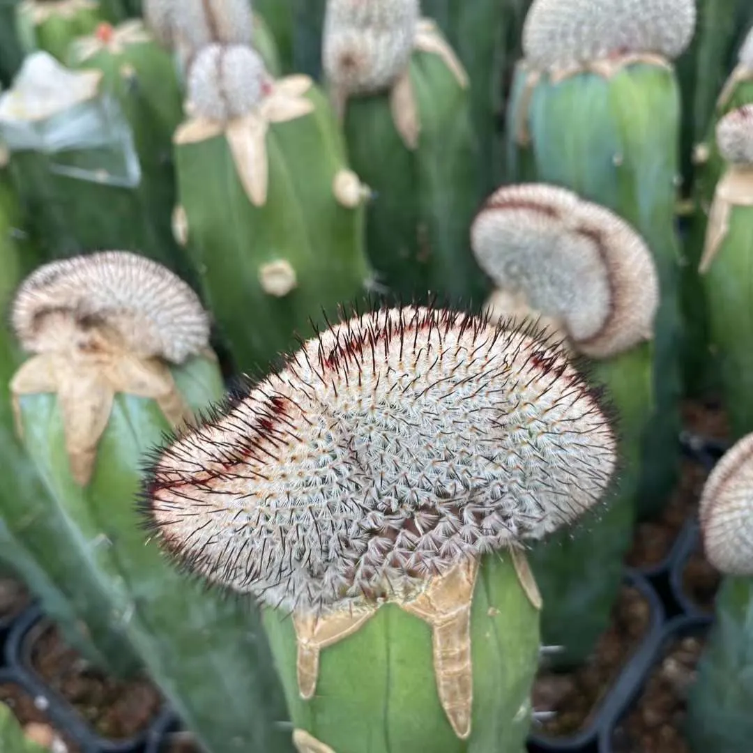 plant Aeonium Echeveria Haworthia  Caudex  Lithops Cactus  Agave 