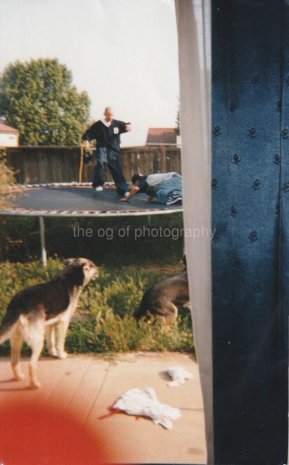 Trampoline Dogs FOUND Photo Poster painting ColorOriginal Snapshot BOYS 87 6 W