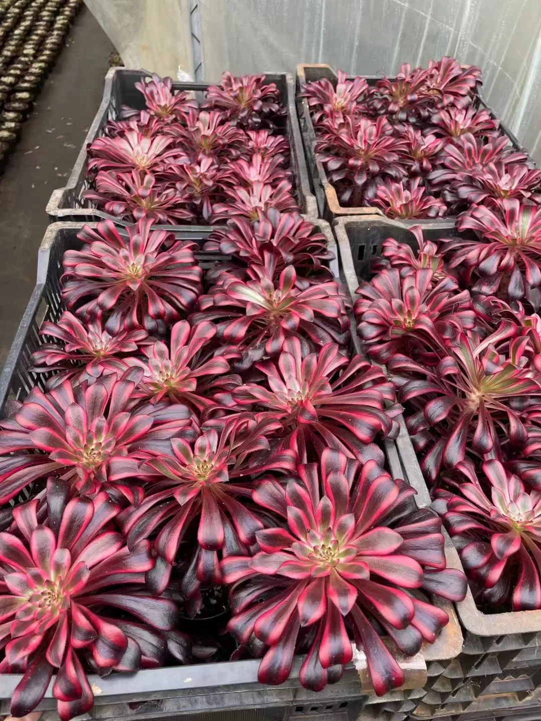 plant Aeonium Echeveria Haworthia  Caudex  Lithops Cactus  Agave 