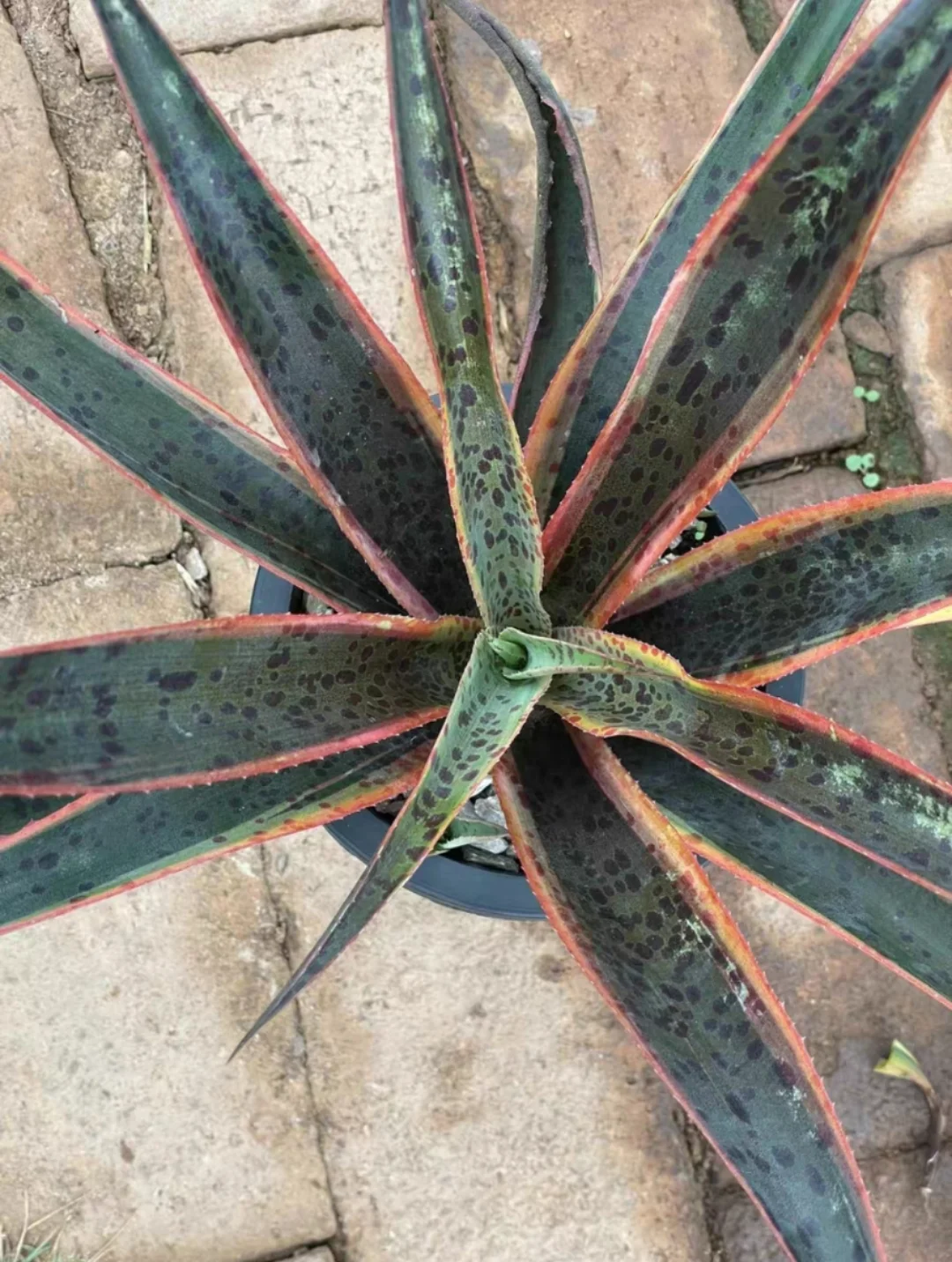 plant Aeonium Echeveria Haworthia  Caudex  Lithops Cactus  Agave 