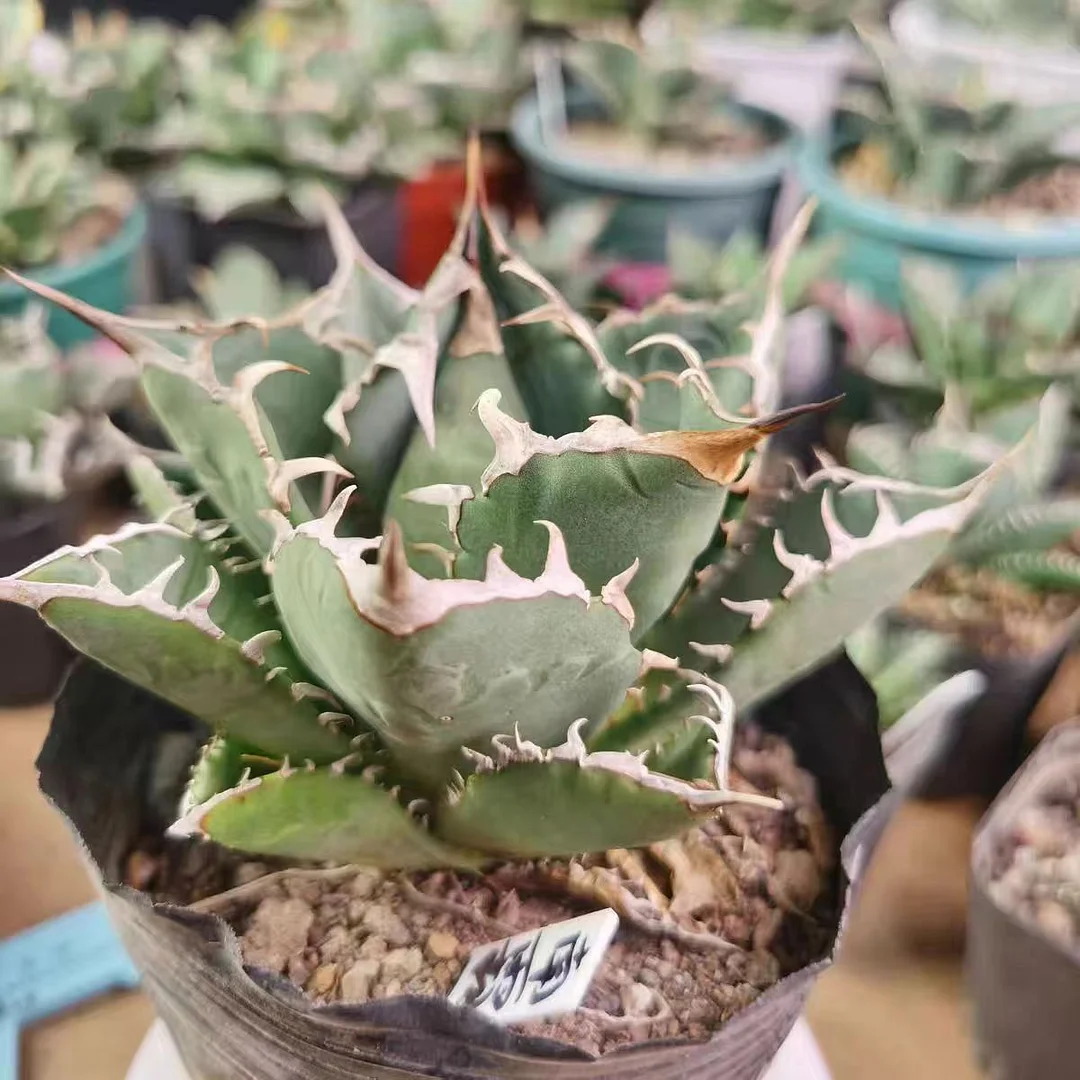 fk29.Agave Titanota Nan Ba Wang 10cm/Agave plants / Garden landscape / Carefully select healthy plants