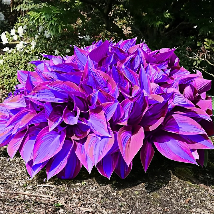 🪴Premium Hosta Seeds