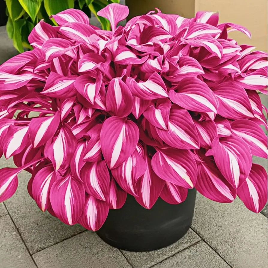 🪴Premium Hosta Seeds for Lush Shade Gardens