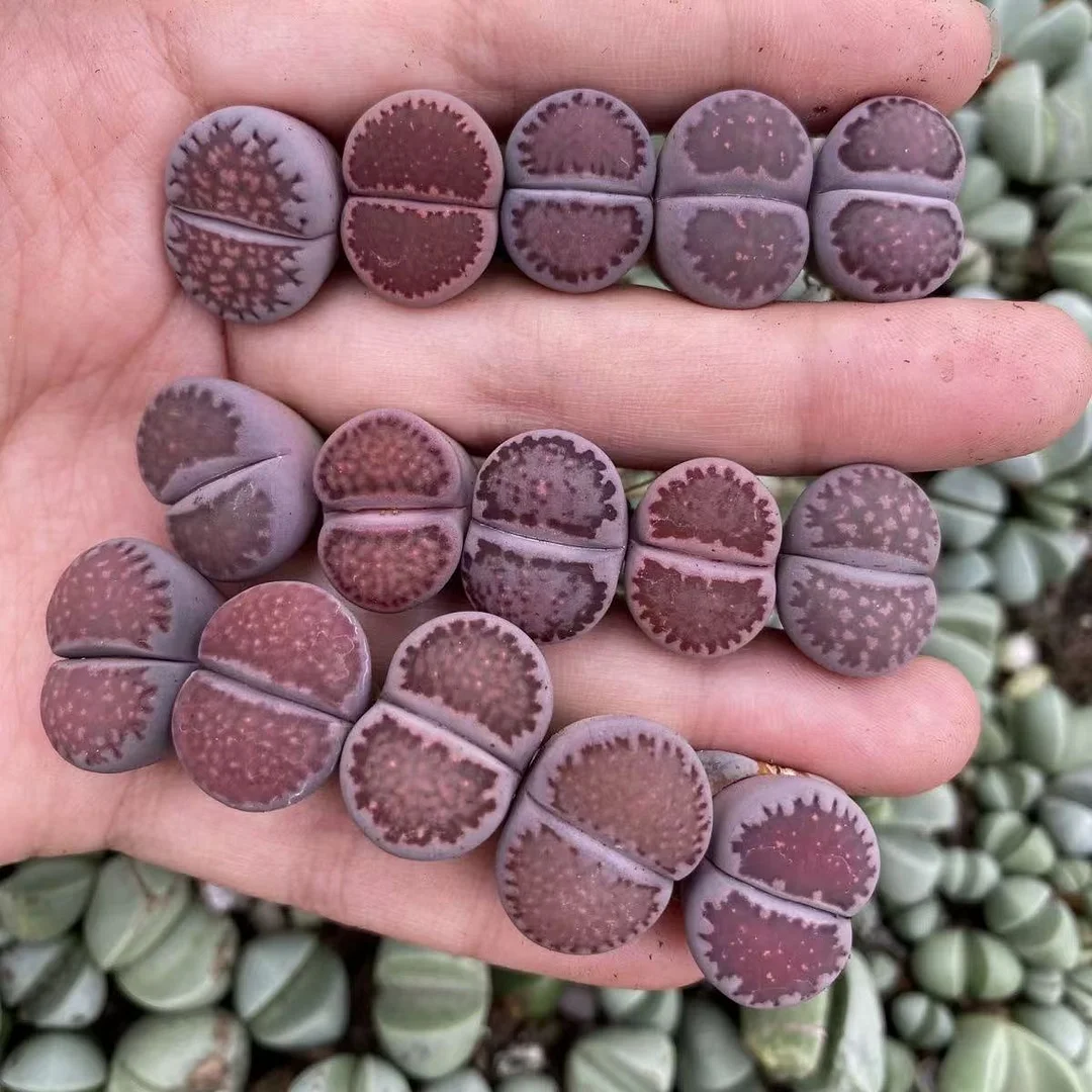 plant Aeonium Echeveria Haworthia  Caudex  Lithops Cactus  Agave 