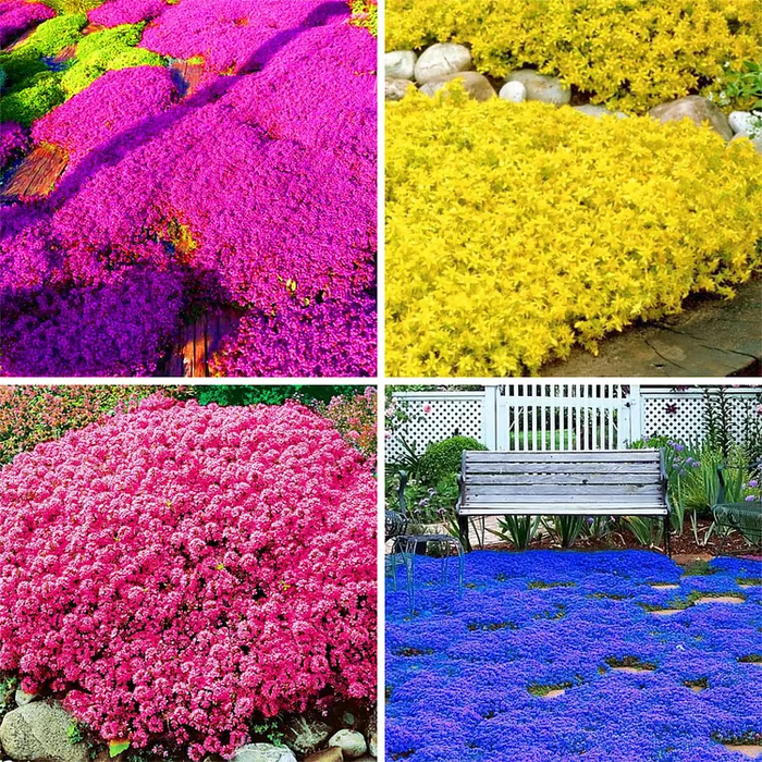 🔥✨Creeping Thyme seeds for four seasons🏡| Create your perfect lawn here🌼