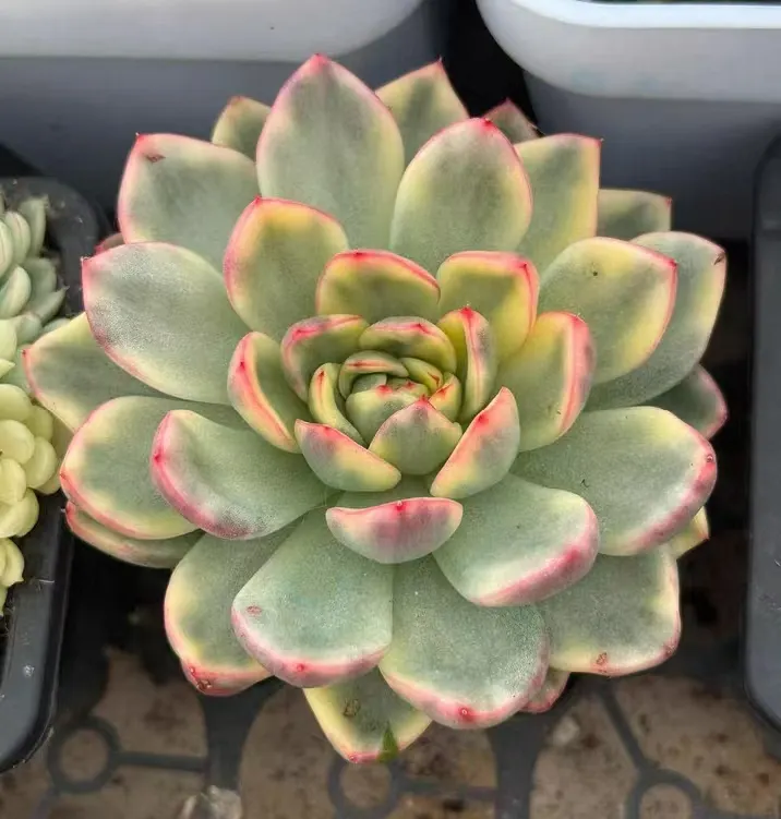 plant Aeonium Echeveria Haworthia  Caudex  Lithops Cactus  Agave 