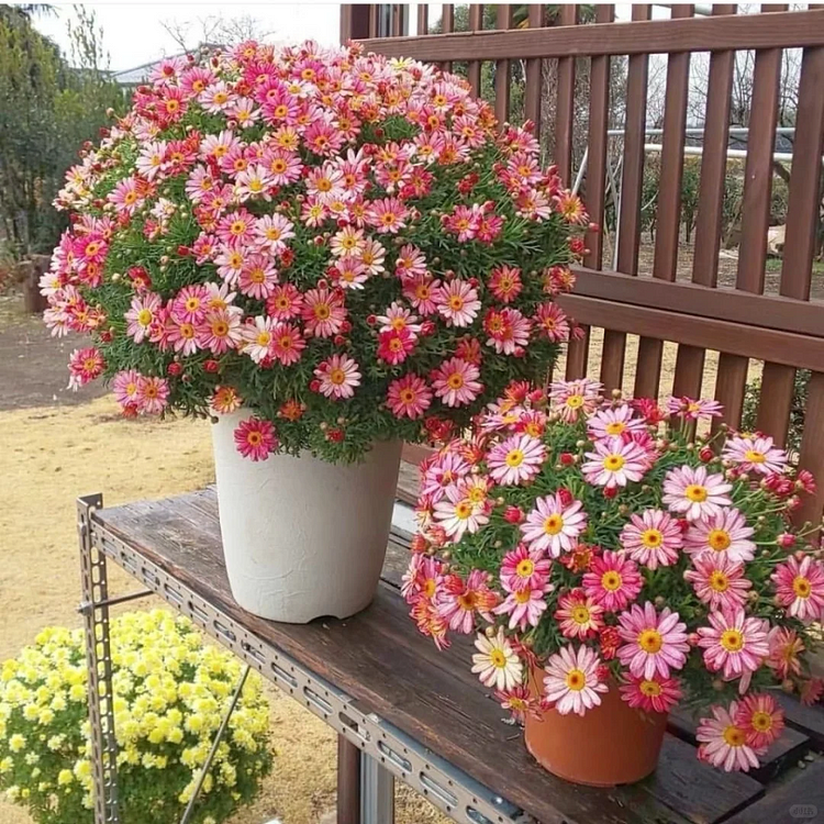 Huge Discounts!🔥Hot Sale🔥Mixed Colors Pyrethrum Seeds