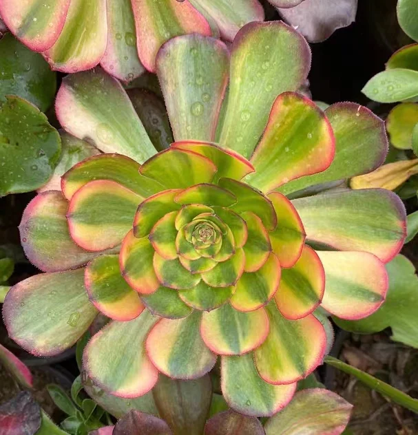 plant Aeonium Echeveria Haworthia  Caudex  Lithops Cactus  Agave 