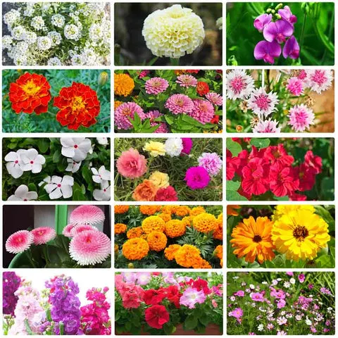 Premium Flower Seeds Package