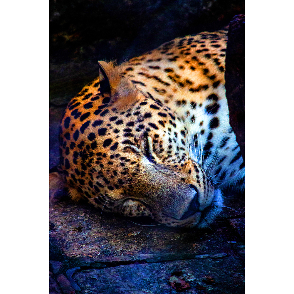 

Sleeping Cheetah - 1000 Pieces Jigsaw Puzzle, 501 Original