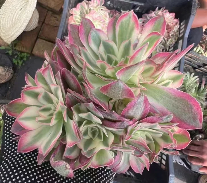 plant Aeonium Echeveria Haworthia  Caudex  Lithops Cactus  Agave 