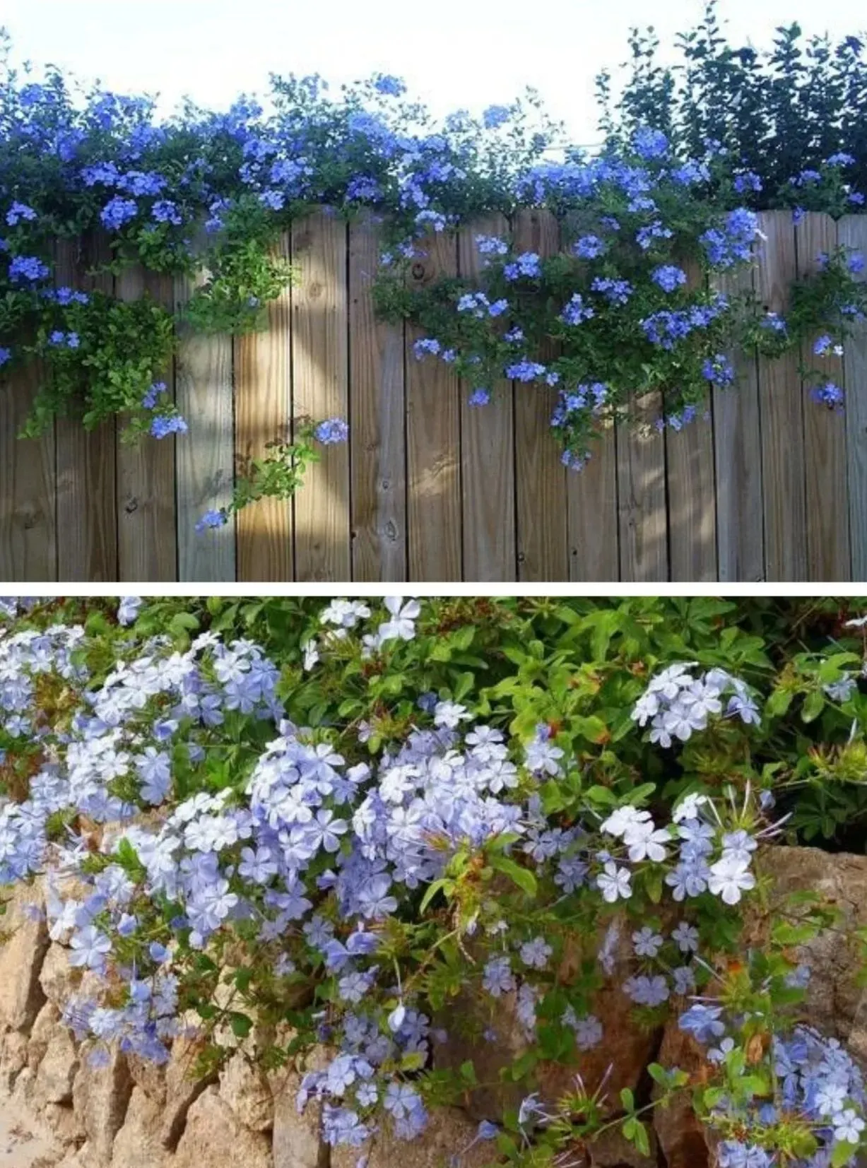 Blue Plumbago Flower Seeds - Blue Gem in the Garden