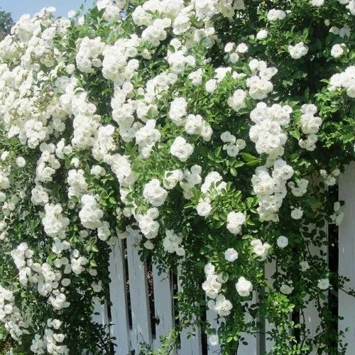 Rainbow Climbing Rose Seed Jonyparkseed®