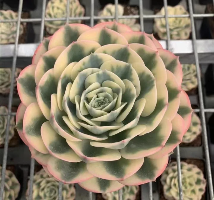  211. Echeveria Lenore Dean single head 5-6cm / Echeveria / Succulent plants / Garden landscape / Carefully select healthy plants