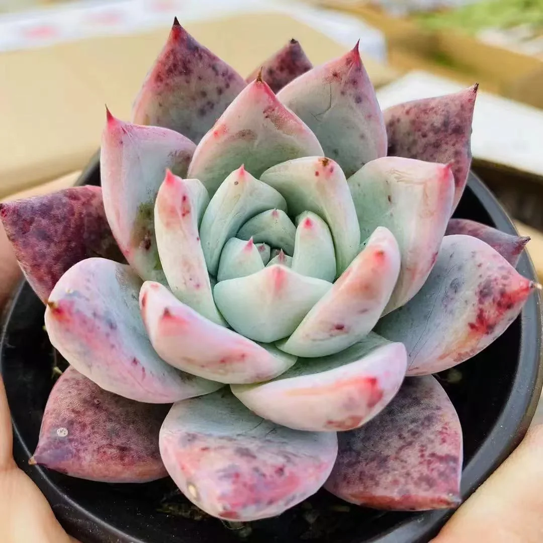 plant Aeonium Echeveria Haworthia  Caudex  Lithops Cactus  Agave 