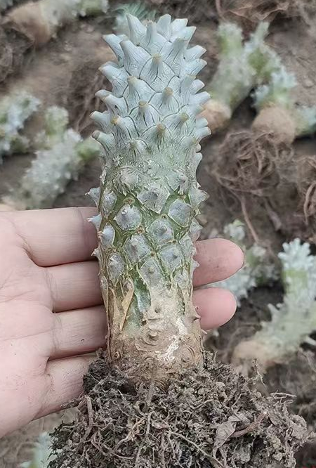 plant Aeonium Echeveria Haworthia  Caudex  Lithops Cactus  Agave 