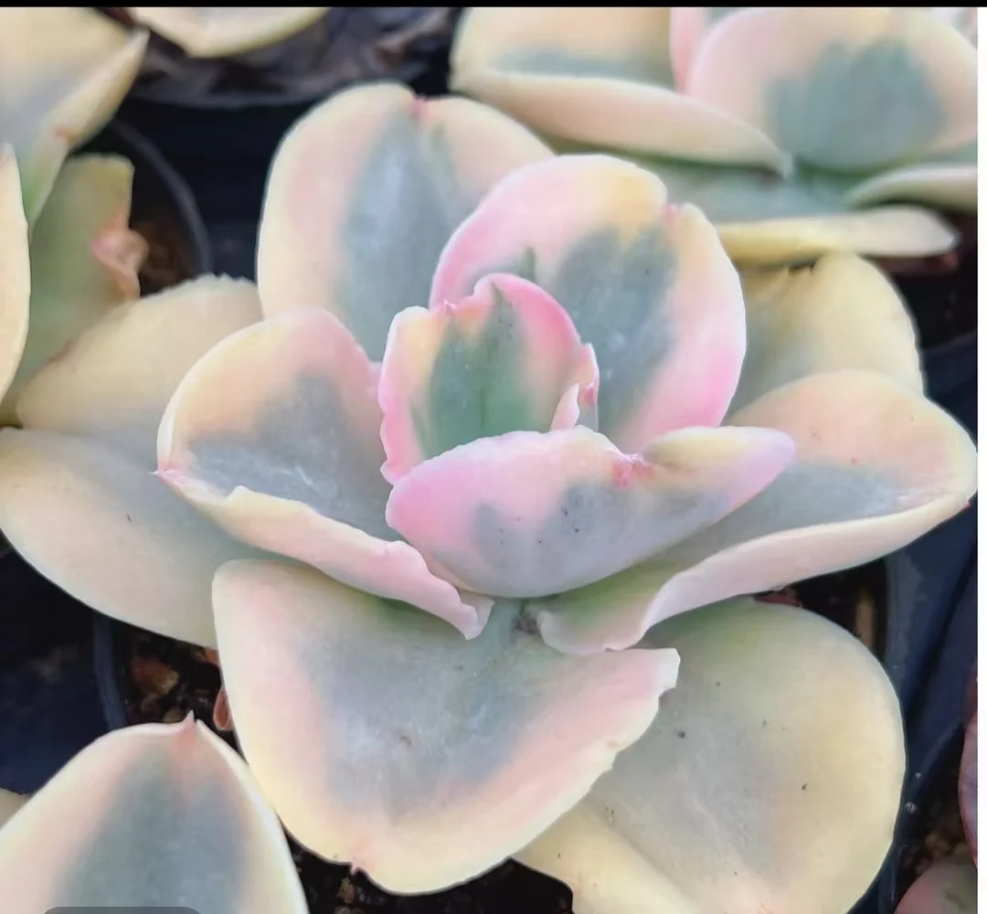 plant Aeonium Echeveria Haworthia  Caudex  Lithops Cactus  Agave 