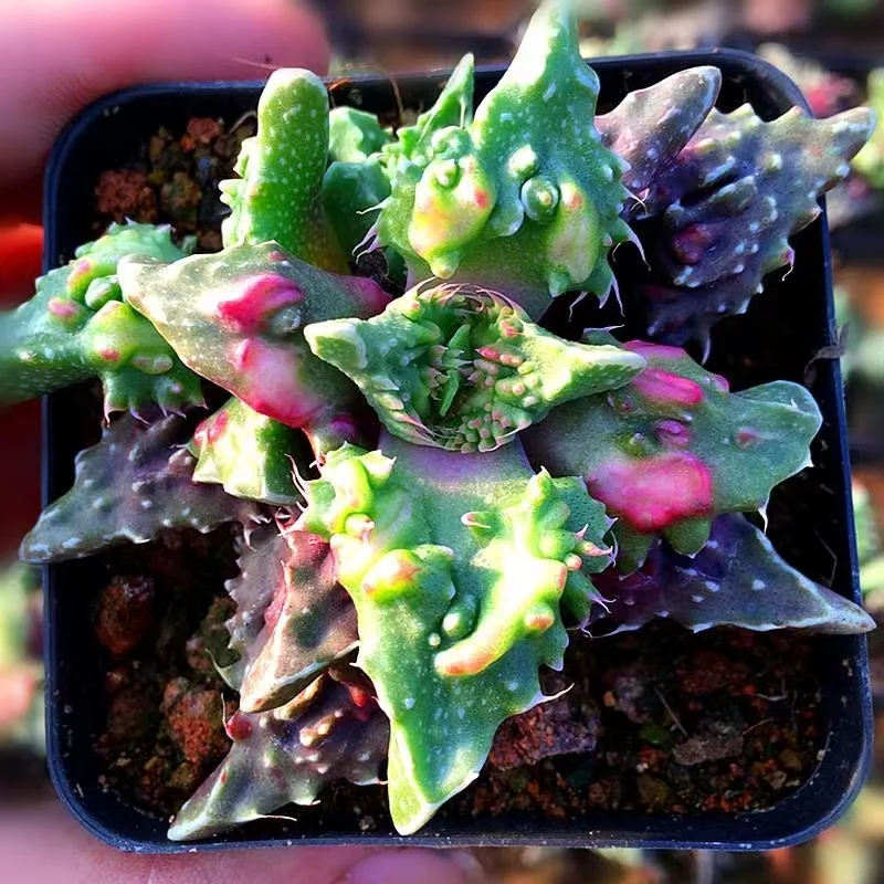 plant Aeonium Echeveria Haworthia  Caudex  Lithops Cactus  Agave 