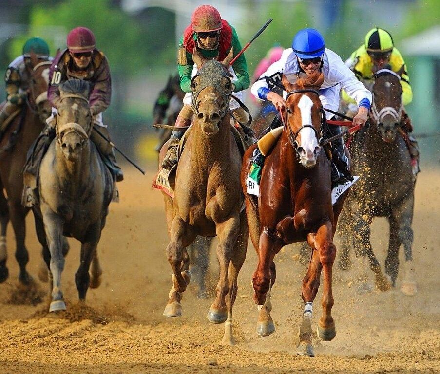 SHACKLEFORD 2011 Preakness Winner Horse Racing 8 x 10 Photo Poster painting Race