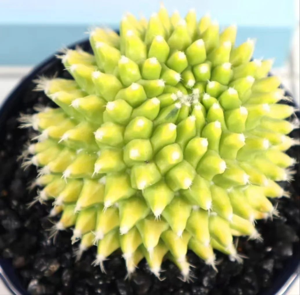 1029.Mammillaria vagaspina Craig has roots 7-8cm / Cactus plants / Succulent plants / Garden landscape / Carefully select healthy plants