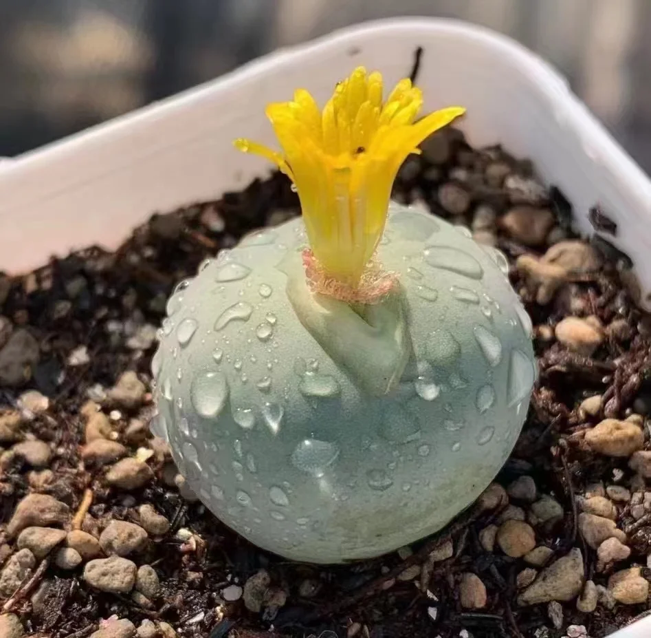 242.  conophytum caculus single head/  Lithops and Conophytum  /  Succulent plants / Garden landscape / Carefully select healthy plants