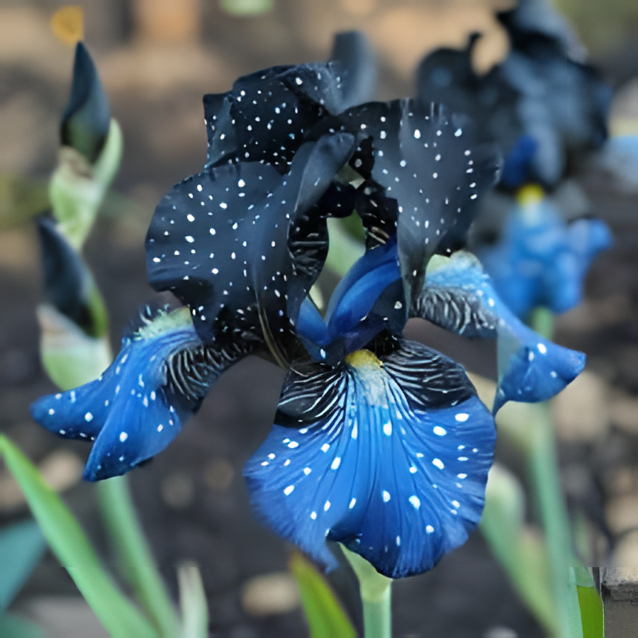 Reare Color Rare Color Iris Seeds