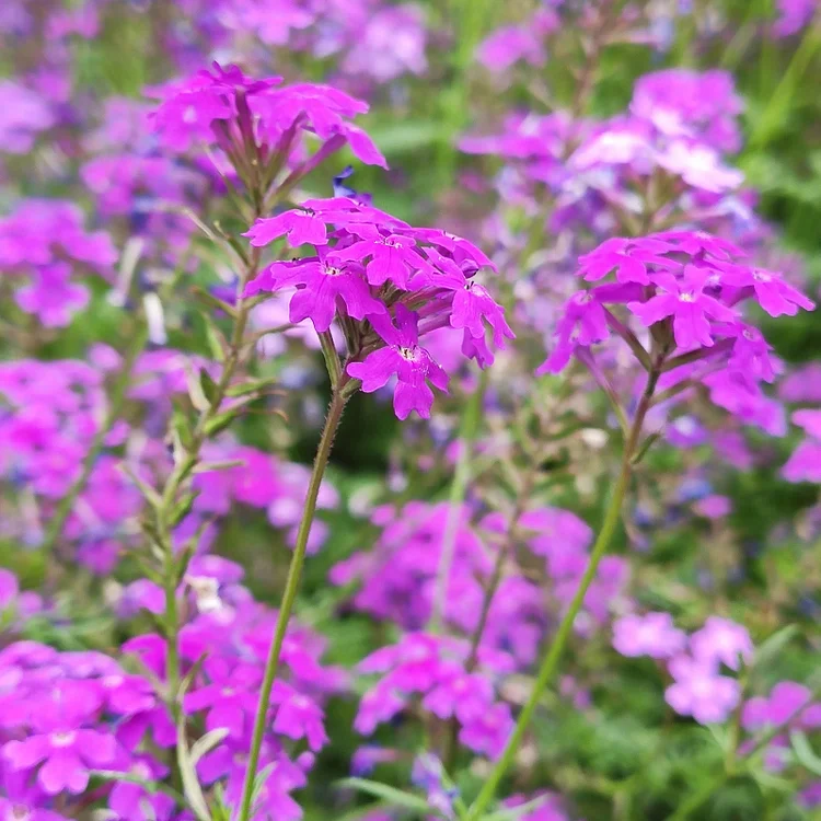 Spring New😍Moss Verbena(South American Mock Vervain)
