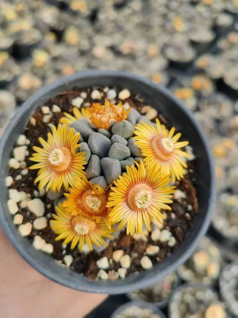 plant Aeonium Echeveria Haworthia  Caudex  Lithops Cactus  Agave 