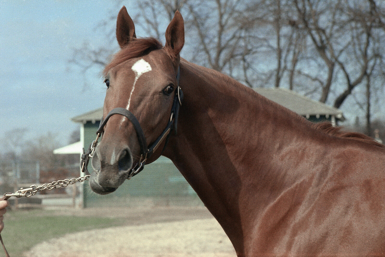 1973 Ron Turcotte SECRETARIAT Portait Horse Racing 8x10 Photo Poster painting Triple Crown