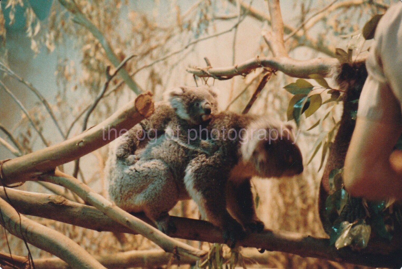 KOALA BEARS Found Photo Poster painting ColorOriginal Snapshot VINTAGE 811 20 G