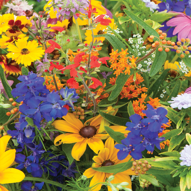Mixed Wildflower Hummingbird Seeds Jonyparkseed®