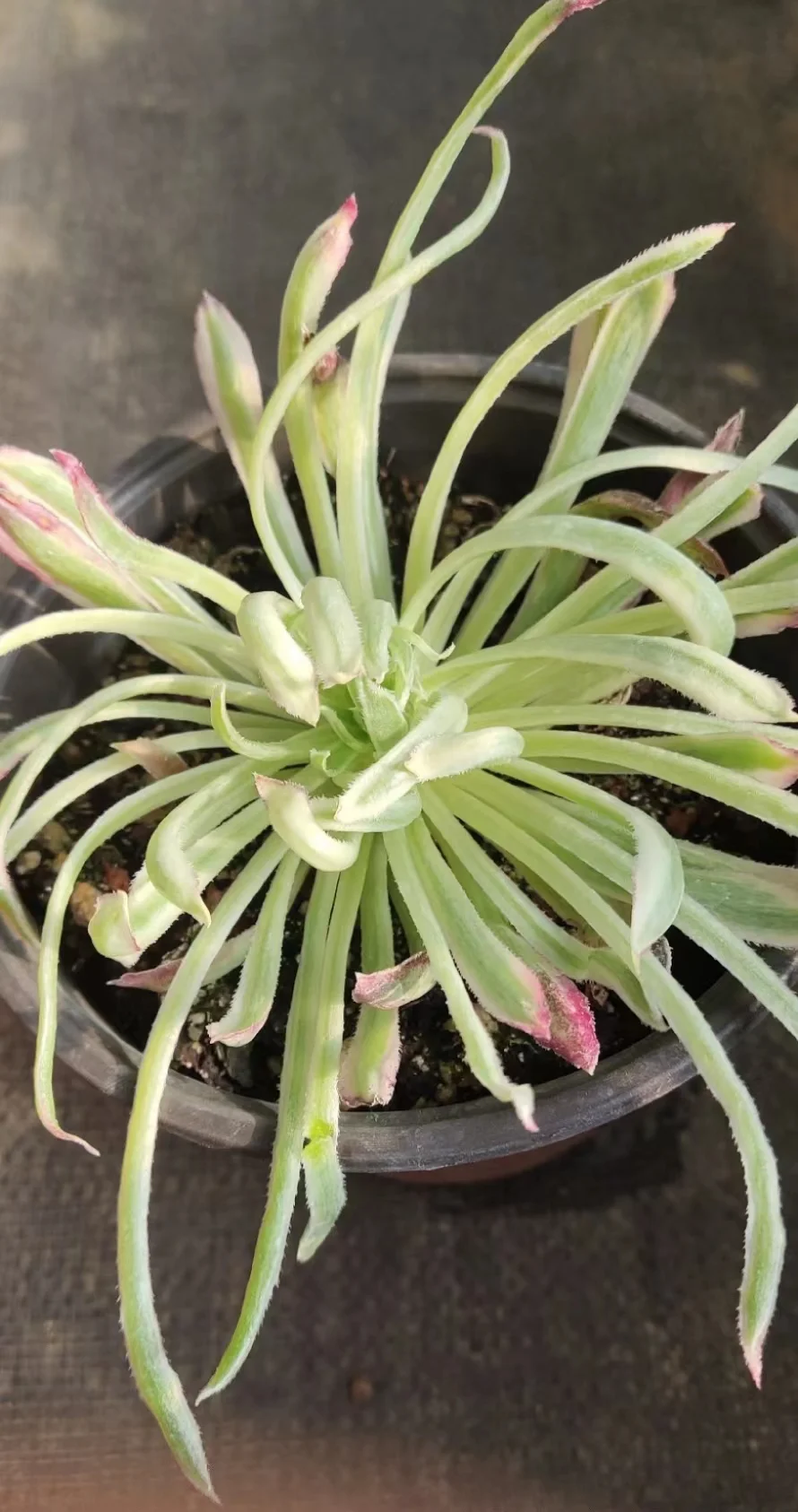 plant Aeonium Echeveria Haworthia  Caudex  Lithops Cactus  Agave 